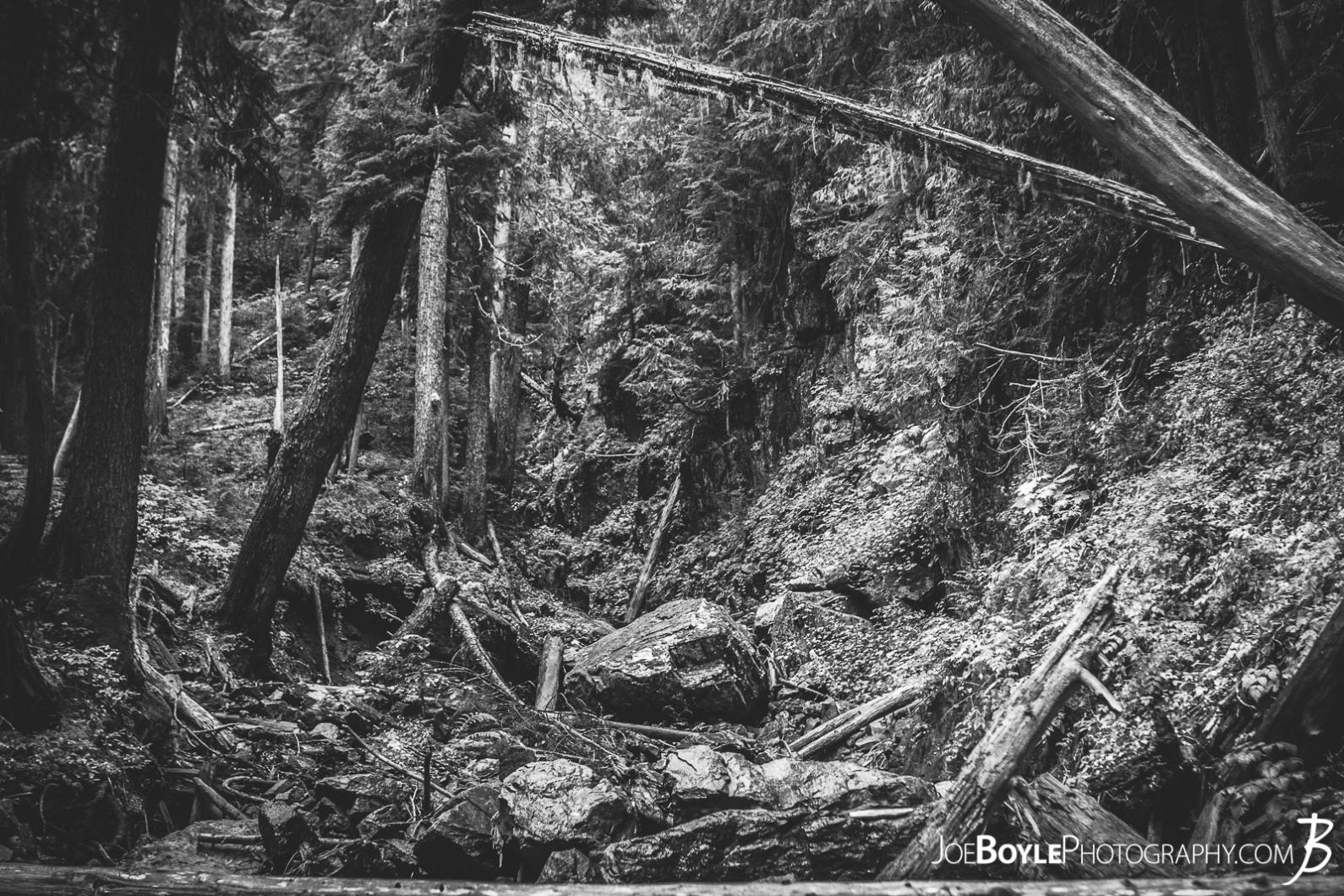 forest-and-foilage-on-the-wonderland-trail-black-white