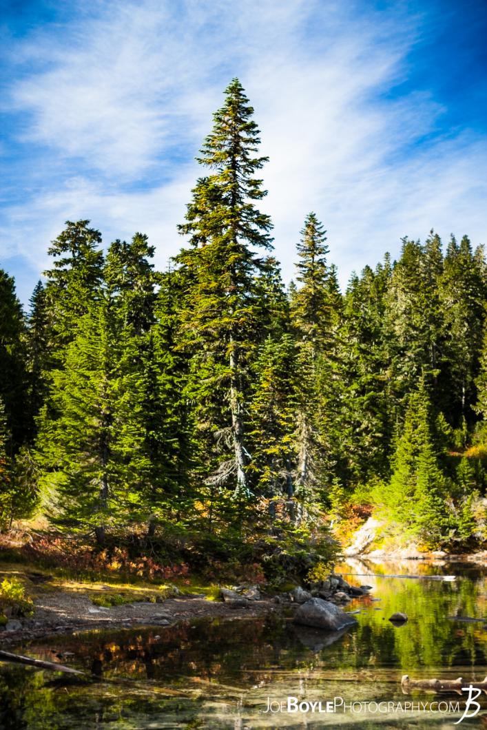 tree-on-the-shoreline-of-mowich-lake