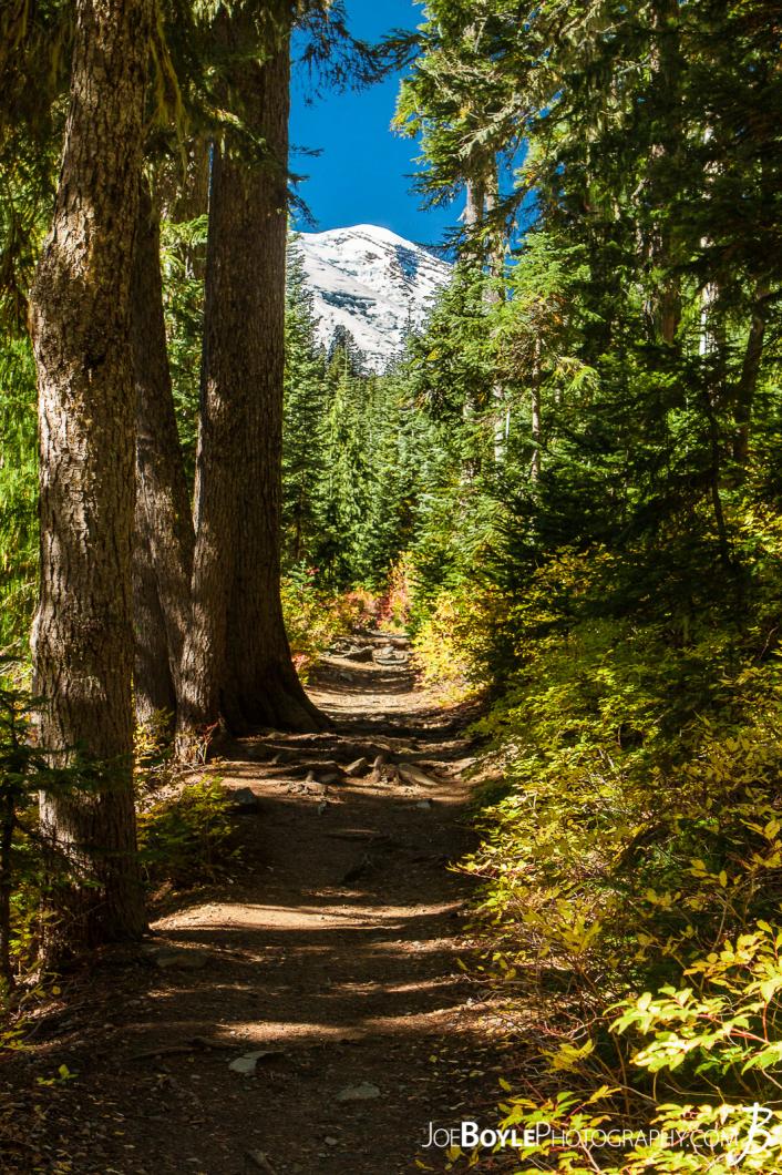 mount-rainier-from-wonderland-trail-near-summerland-campground