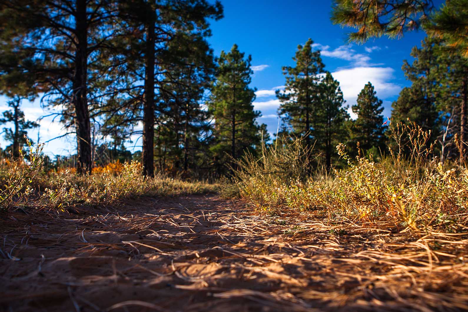 close-up-of-path-trail-in-zion-national-park