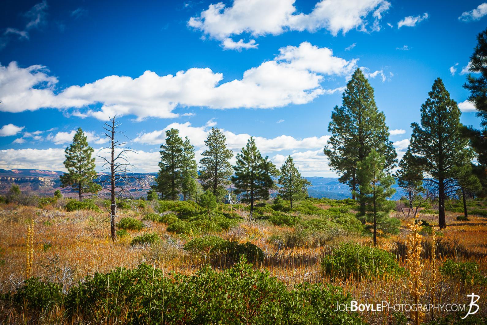 field-and-trees-in-zion-national-park