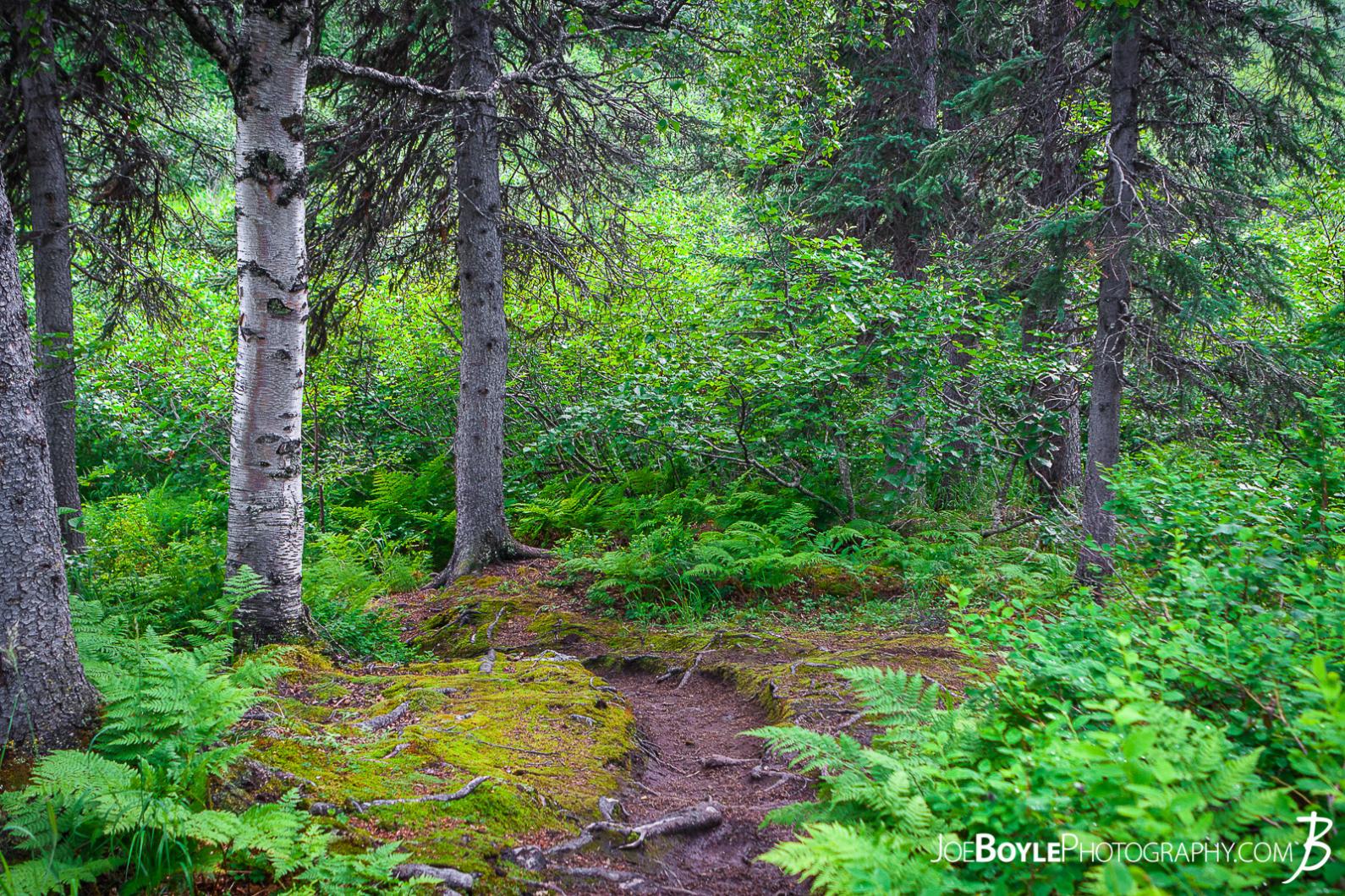 kesugi-ridge-trail-landscape