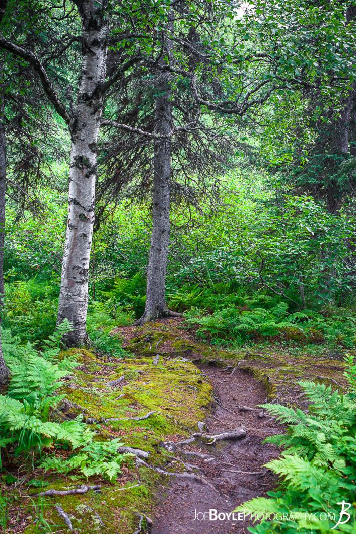 kesugi-ridge-trail-portrait