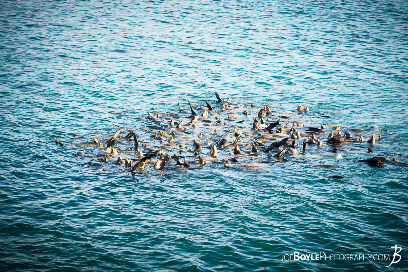 school-harem-of-sea-lions-at-monterey-california