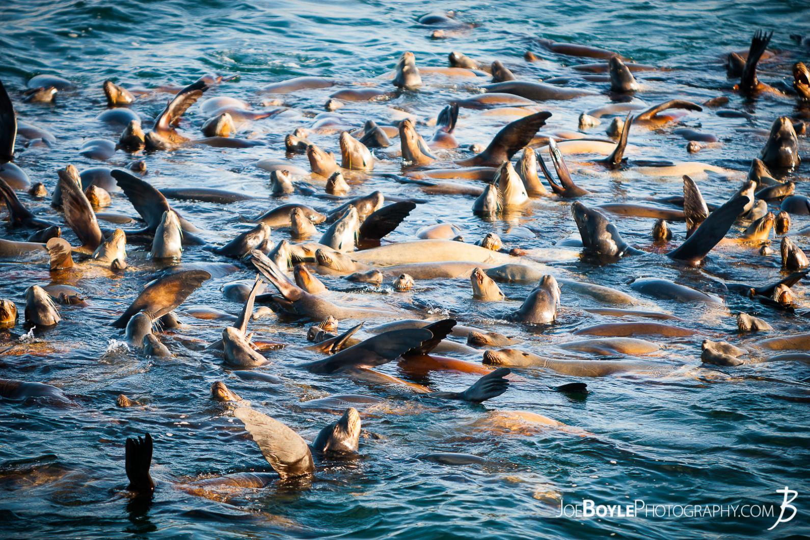 closeup-on-a-harem-of-sea-lions