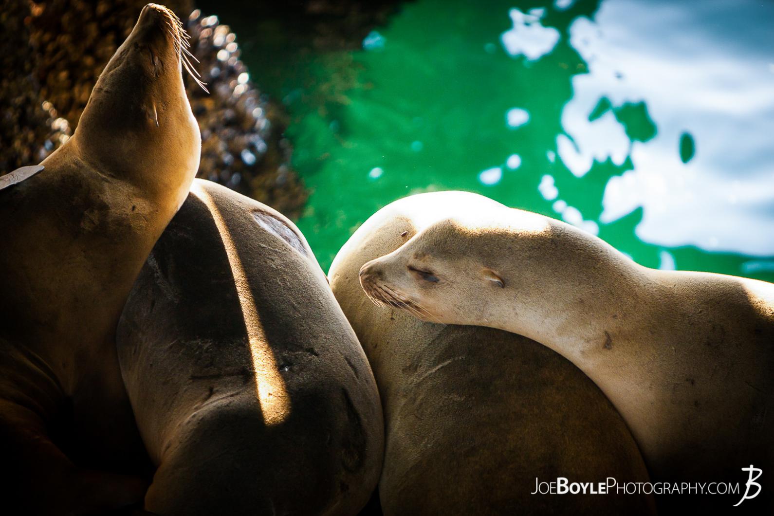 closeup-of-sea-lions-resting