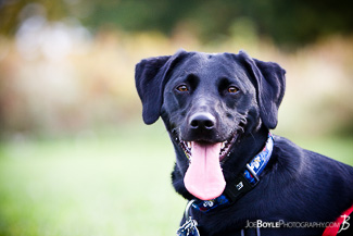 Blog dog photoshoot chosen photo doggie luv bakery