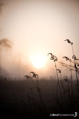 Plant Life in the Cleveland Metroparks