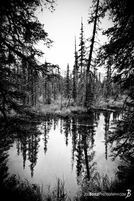 River and wood in Glacier National Park